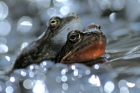 fotografie/other_animals/Italy_Rana_ temporaria2_t.jpg